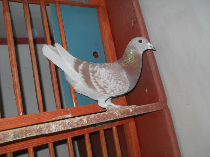 Trestia 2012 Orig. Adam Victor; Fiica din loc 3 national Fond-Maraton Tineret 2008.
Pui din ea :
0306547-2013(4 clasari fond 2014)
0306562-2013(Norma Maraton 2014)
0306548-2013(Norma Maraton 2015)
030005-2016,030006-2016, 387013-201
