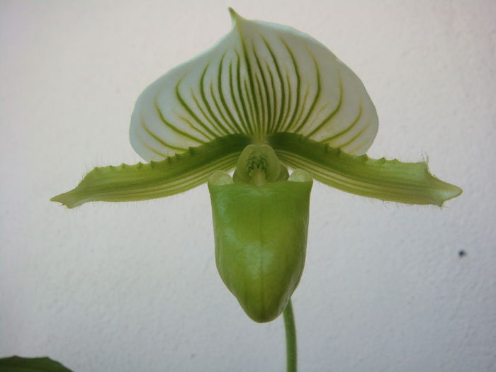 12.08.2014 - Paphiopedilum Clair de Lune