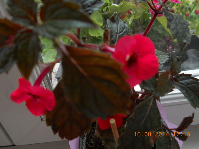 003 - AUGUST 2014
