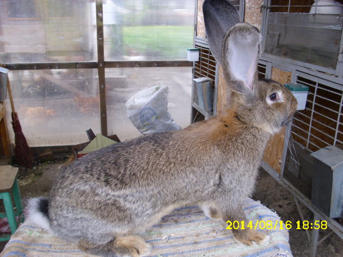 5 luni - F 04 - de la Yrynel03