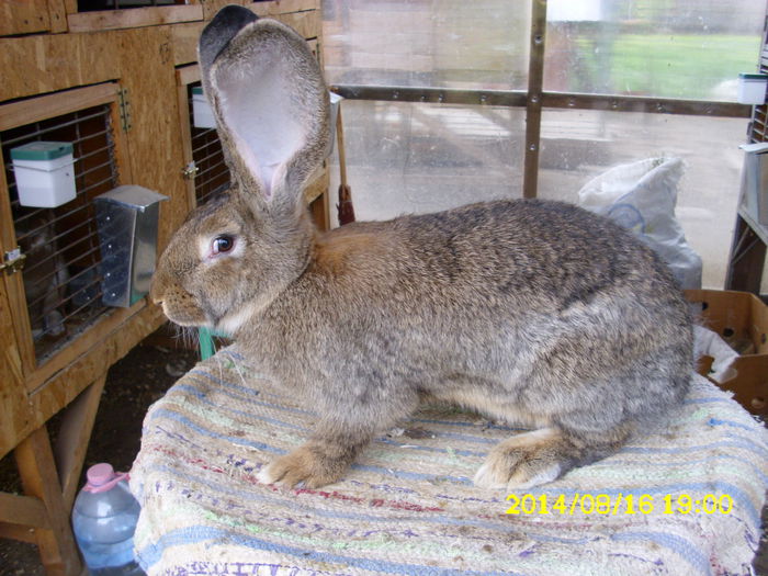 5 luni - F 04 - de la Yrynel03