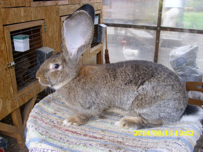 5 luni - F 04 - de la Yrynel03