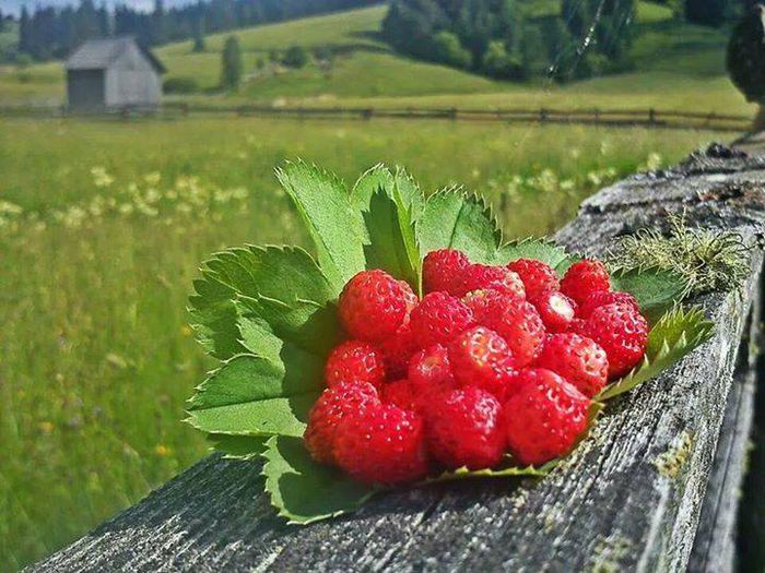 10462837_726224690772487_2531536057402372889_n - Coltul meu de Rai