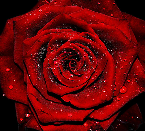 imagewwwww - trandafiri2