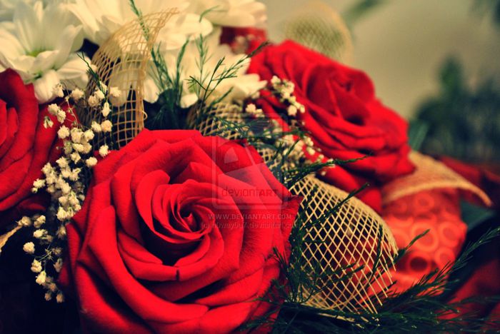 Red_rose_by_n0way0u7