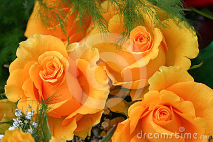 bouquet-yellow-roses-24512969 - trandafiri2