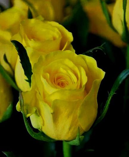 Yellow roses - trandafiri2