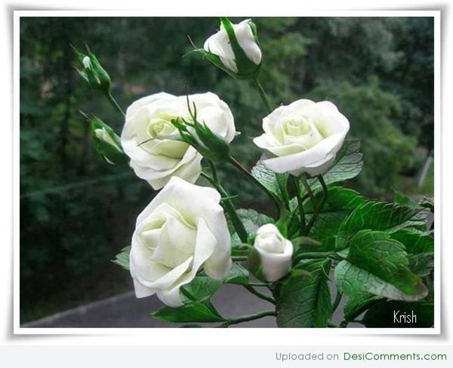 White roses - trandafiri2