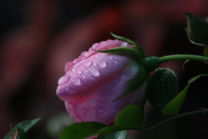 Rose after a rainy day by