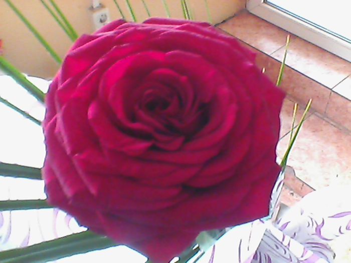IMG0002A - trandafiri2