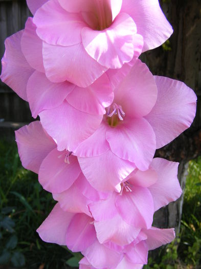 DSCF0005 - Vara 2014-2017