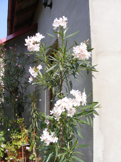 DSCF0010 - Vara 2014-2017