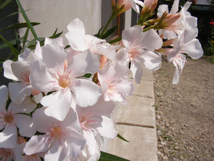 DSCF0011 - Vara 2014-2017