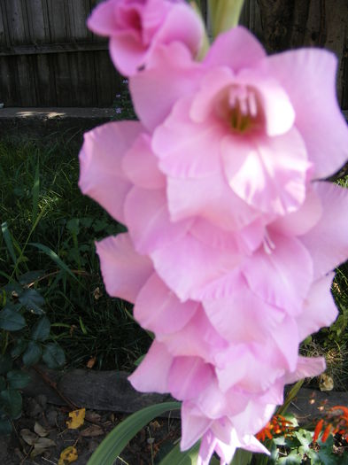 DSCF0004 - Vara 2014-2017