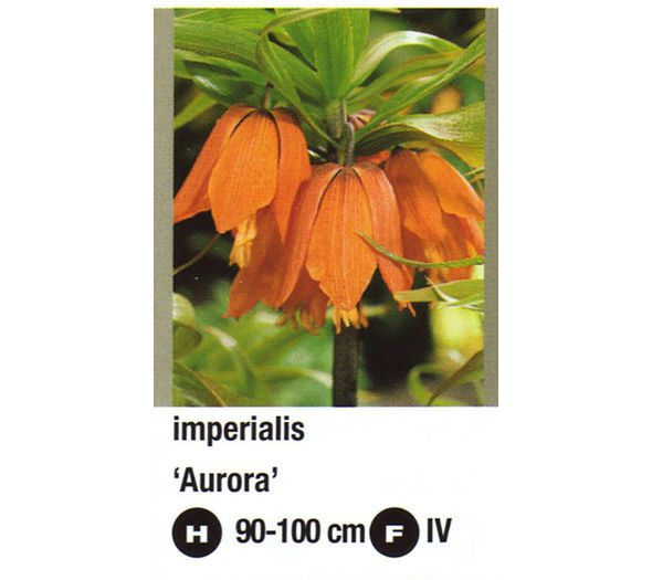 imperialis Aurora-900x800