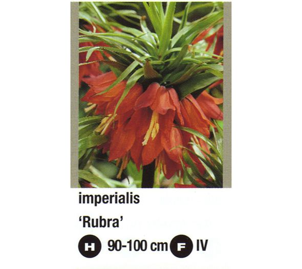 imperialis Rubra-900x800