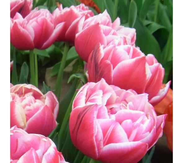 T. Columbus RIMG0039-700x700-900x800