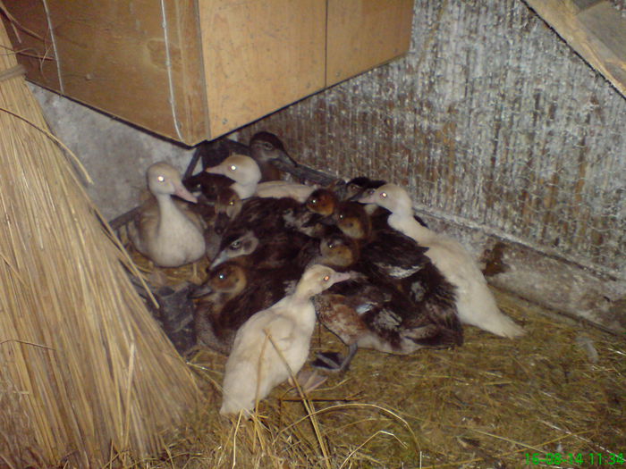 DSC03908 cile-caroline