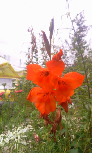 Fotografie1392 - Gladiole