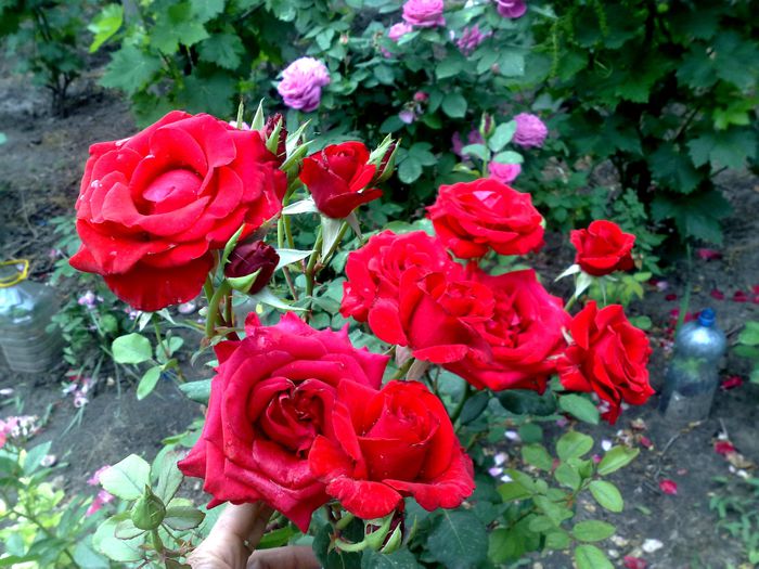 red berlin 2 ani _12 lei - Vanzare trandafiri primavara 2015