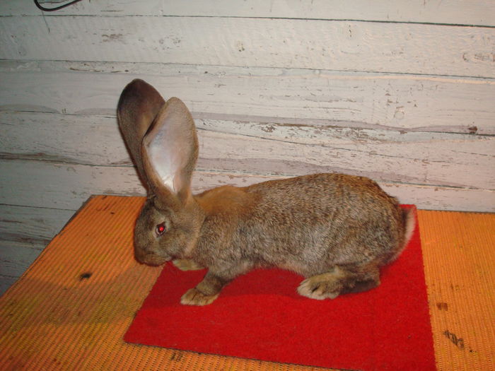 Femela 4 - RO23 3424 - Tineret 2014 UGG