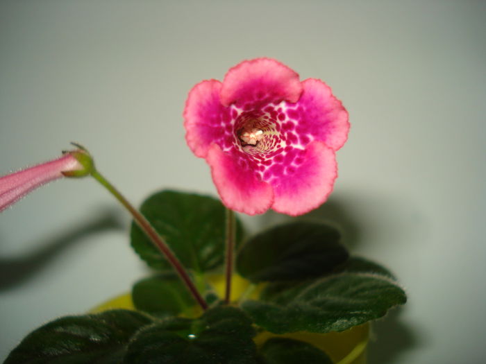 DSC09231 - Sinningia Ozark Rosy Freckless - pierduta