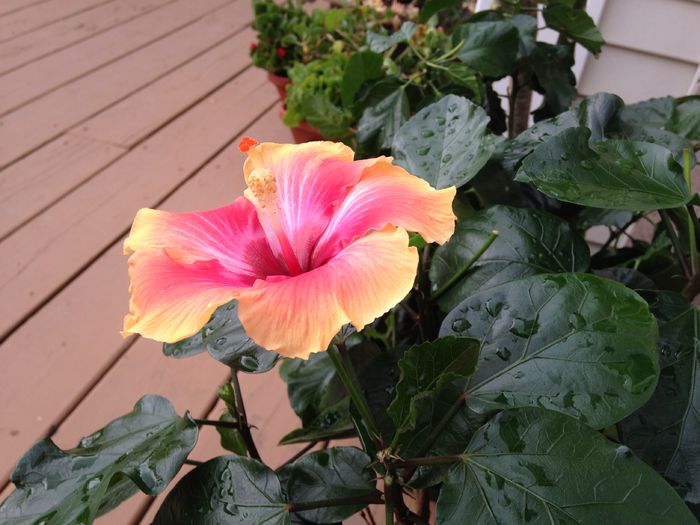 16 aug. 2014 - Hibiscus