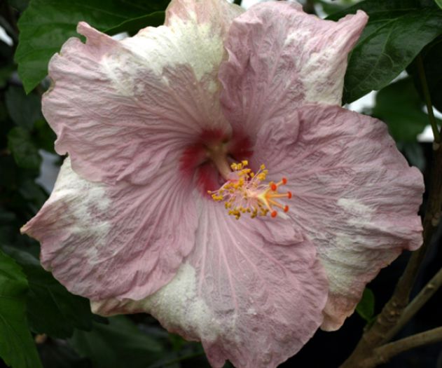 hibiscus-rhinestone-0
