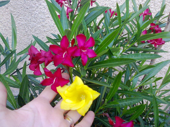  - A-Flori 2014