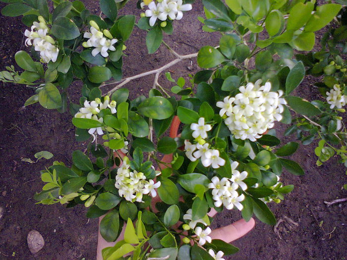 Murraya