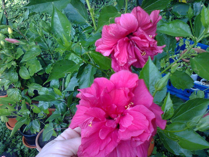  - A-Flori 2014
