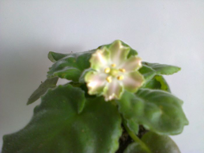 RS Mavka - A-Flori 2014