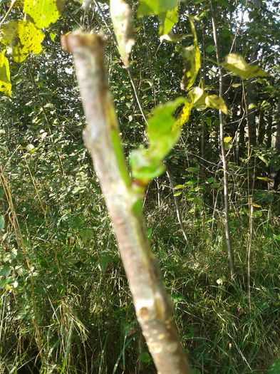 altoire in simplificat la cires in data de 9 07 2014