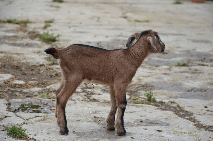 ieduta f1 anglonubian-carpatina 2 zile