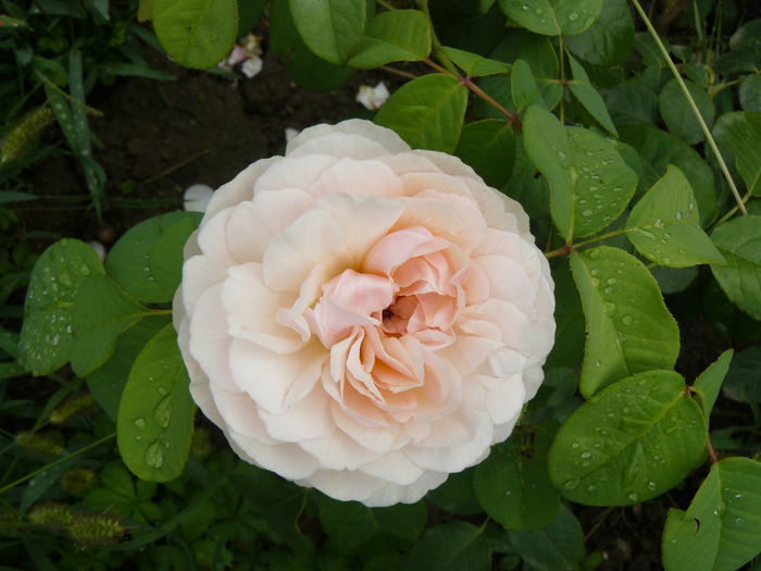 Sweet Juliette (dupa mutare); La doua saptamani dupa ce am mutat-o SJ este mai frumoasa ca niciodata !
