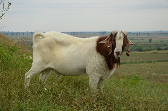 tap boer - capre boer