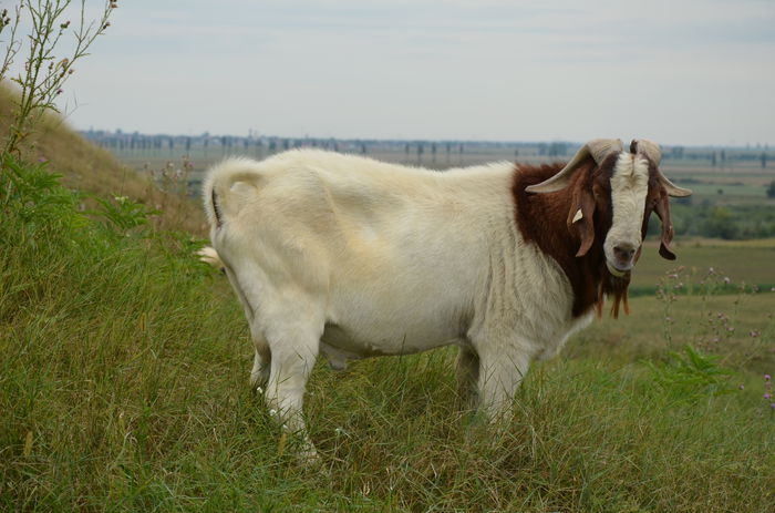 tap boer - capre boer