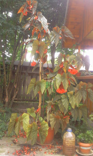 Fotografie1330 - Begonia lucernae
