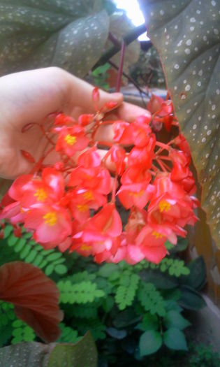 Fotografie1332 - Begonia lucernae
