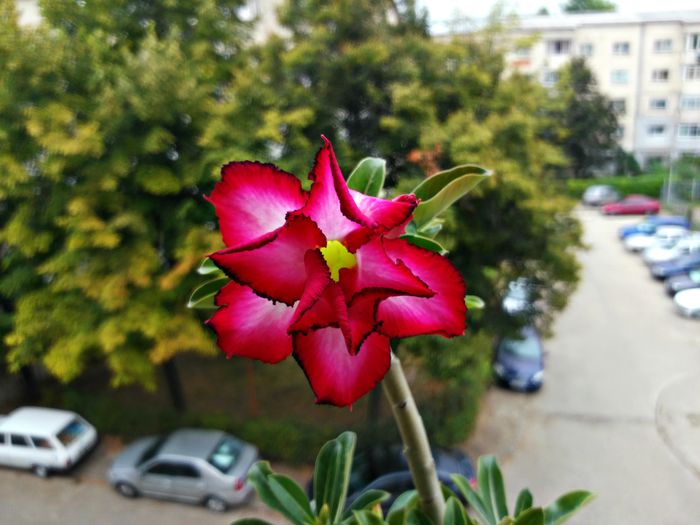  - Adenium - Star of Love Perfume Dan