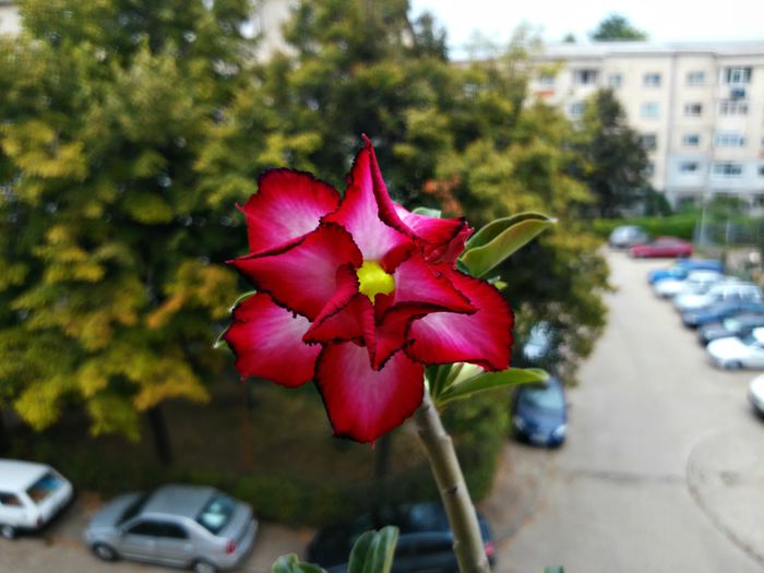  - Adenium - Star of Love Perfume Dan