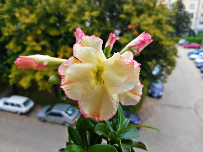  - Adenium - Yellow Love Bouquet Dan