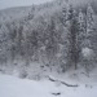 iarna-2012-poza-1-74476x75 - Alege poza cu padurea