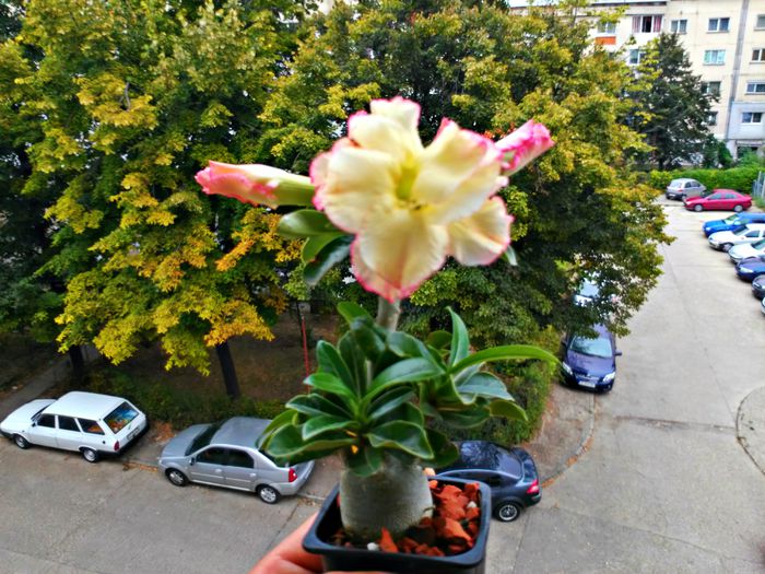  - Adenium - Yellow Love Bouquet Dan