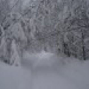iarna-2012-poza-5-74480x75 - Alege poza cu padurea