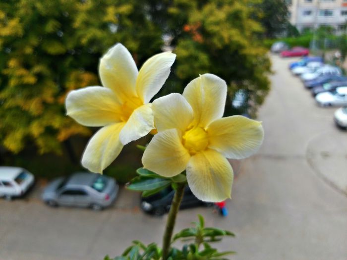  - Adenium - Star of Yellow Dream Dan