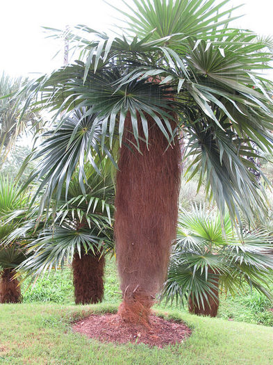 Coccothrinax crinita
