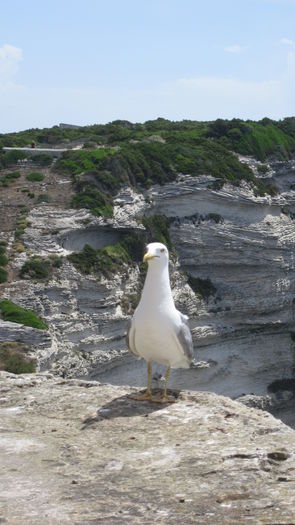 Un pescăruș neînfricat care pozează - Corsica