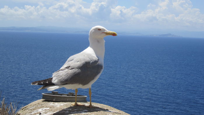 Alt pescarus neinfricat - Corsica