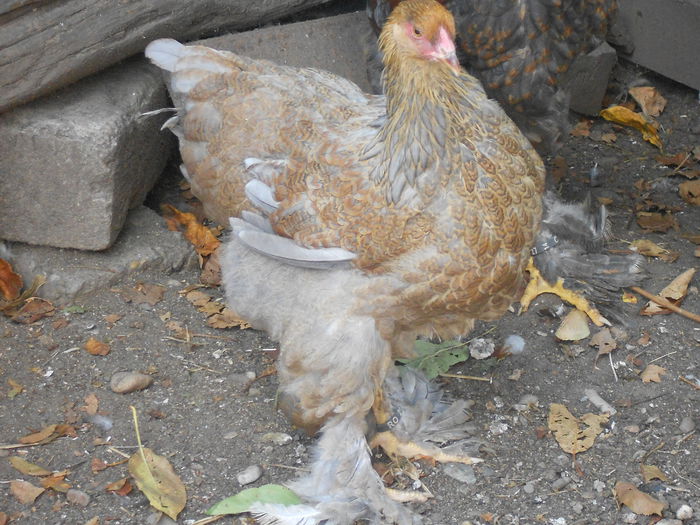 Picture 79 178 - Achizitii noi-pui brahma
